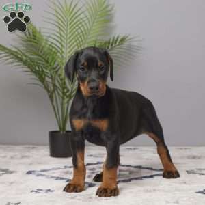 Stella, Doberman Pinscher Puppy